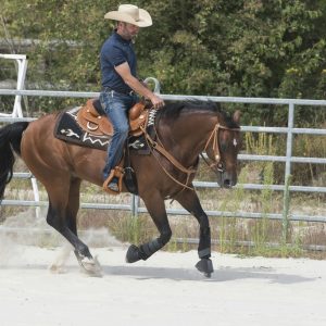 Selle Westride by Franck Perret Aurora