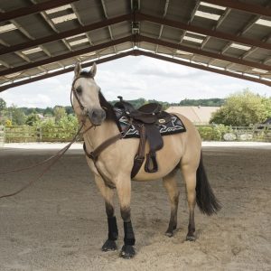 Selle Westride by Franck Perret Arvada