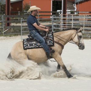 Selle Westride by Franck Perret Arvada